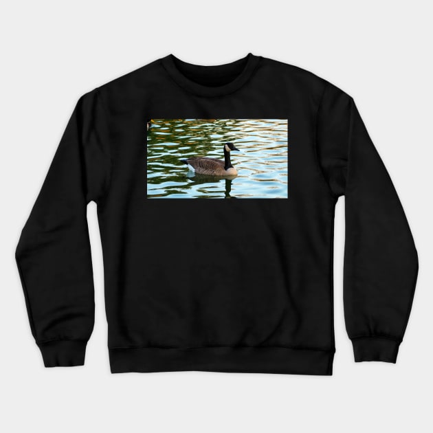 Canada Goose Swimming Crewneck Sweatshirt by BackyardBirder